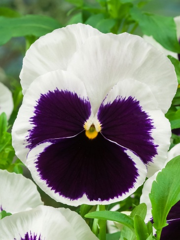 Виола Виттрока (Viola wittrockiana) Виола Виттрока (Viola wittrockiana)