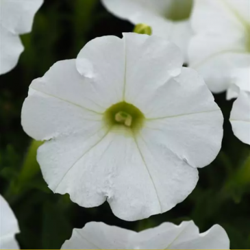 Петуния ампельная гибридная (Petunia х hybrida)