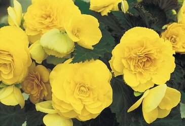 Бегония клубневая махровая (Begonia tuberhybrida)