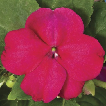 Бальзамин Уоллера (Impatiens walleriana)