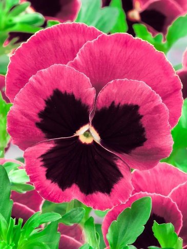 Виола Виттрока (Viola wittrockiana)