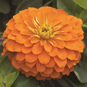 Цинния изящная (Zinnia elegans)