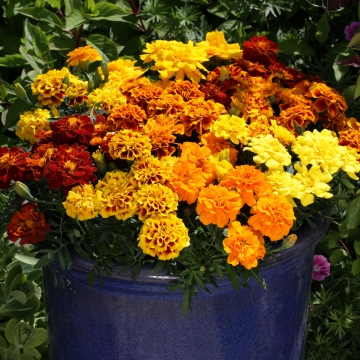 Бархатцы отклоненные (Tagetes patula)