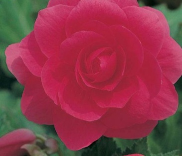 Бегония клубневая махровая (Begonia tuberhybrida)