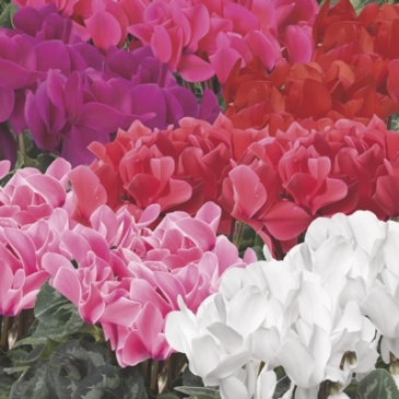 Цикламен персидский (Cyclamen persicum)