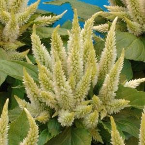 Целозия колосистая (перистая) (Celosia spicata)