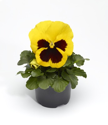 Виола Виттрока (Viola wittrockiana)