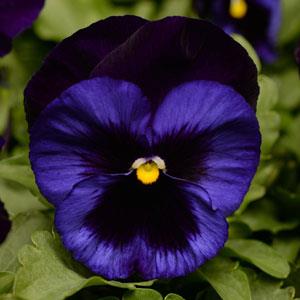 Виола виттрока (Viola wittrockiana)