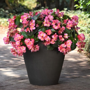Бегония гибридная (зеленая листва) (Begonia hybrida) Бегония гибридная (зеленая листва) (Begonia hybrida)