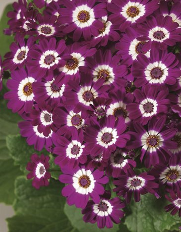 Цинерария гибридная (Pericallis cruenta)