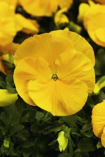 Виола Виттрока (Viola wittrockiana) Виола Виттрока (Viola wittrockiana)