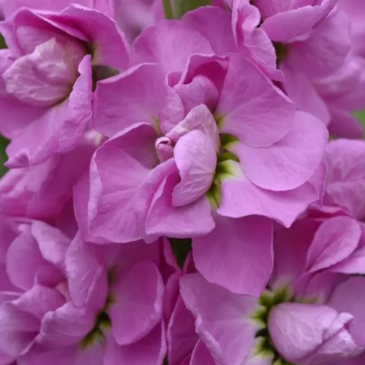 Левкой седой (Matthiola incana)