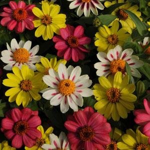Цинния мариландская (Zinnia marylandica) Цинния мариландская (Zinnia marylandica)