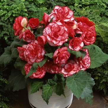 Бегония клубневая махровая (Begonia tuberhybrida)