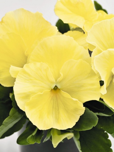 Виола виттрока (Viola wittrockiana)