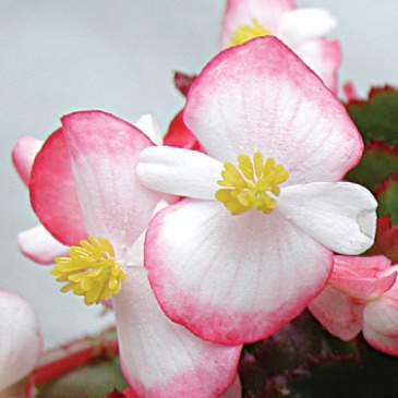 Бегония вечноцветущая (зеленая листва) (Begonia semperflorens)
