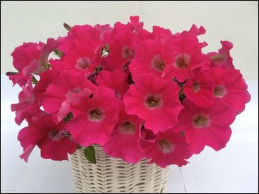 Петуния ампельная гибридная (Petunia x hybrida)