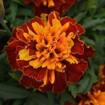 Бархатцы отклоненные (Tagetes patula)