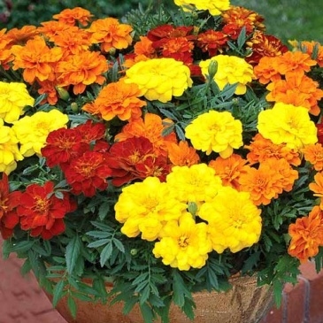 Бархатцы отклоненные (Tagetes patula)
