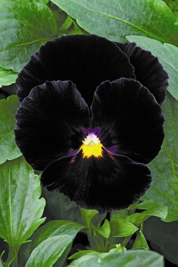 Виола Виттрока (Viola wittrockiana)