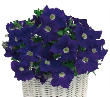 Петуния ампельная гибридная (Petunia x hybrida)