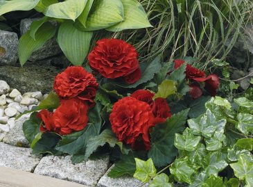Бегония клубневая махровая (Begonia tuberhybrida)