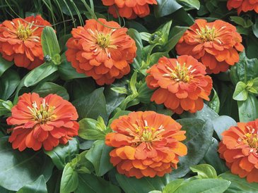 Цинния изящная (Zinnia elegans)