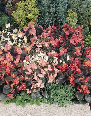 Бегония вечноцветущая (бронзовая листва) (Begonia semperflorens)