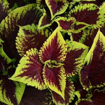 Колеус гибридный (Coleus х hybrida) Колеус гибридный (Coleus х hybrida)