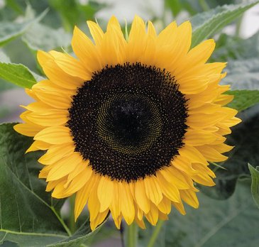 Подсолнечник летний (Helianthus annuus)