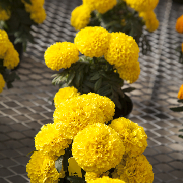 Бархатцы прямостоячие (Tagetes erecta) Бархатцы прямостоячие (Tagetes erecta)