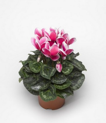 Цикламен персидский (Cyclamen persicum)