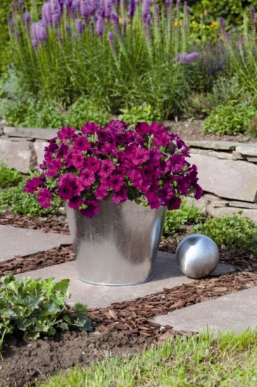 Петуния ампельная гибридная (Petunia х hybrida)