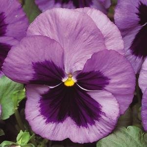 Виола виттрока (Viola wittrockiana) Виола виттрока (Viola wittrockiana)