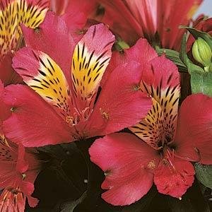 Альстромерия гибридная (Alstroemeria hybrida)
