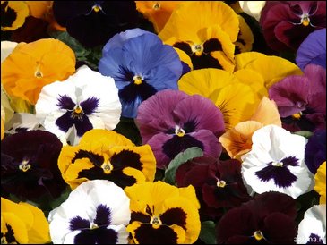 Виола Виттрока (Viola wittrockiana)