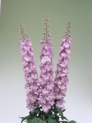 Дельфиниум высокий (Delphinium elatum)