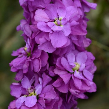 Левкой седой (Matthiola incana)