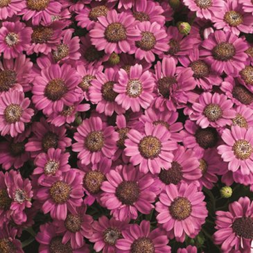 Цинерария гибридная (Pericallis cruenta)