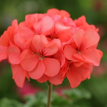 Герань (пеларгония садовая) (Pelargonium x hortorum)