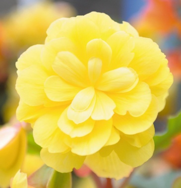 Бегония клубневая махровая ампельная (Begonia tuberhybrida) Бегония клубневая махровая ампельная (Begonia tuberhybrida)