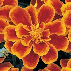 Бархатцы отклоненные (Tagetes patula) Бархатцы отклоненные (Tagetes patula)