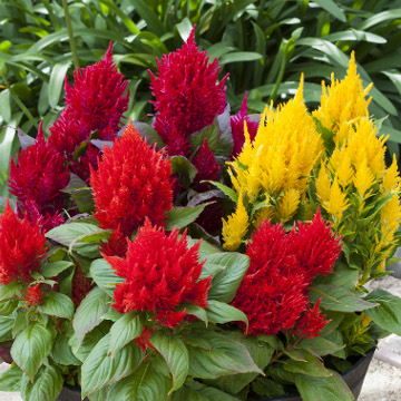 Целозия метельчатая (Celosia plumosa)