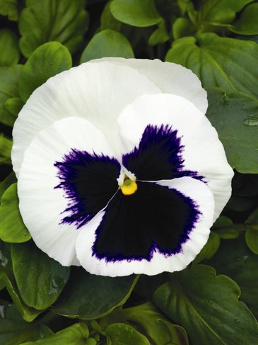 Виола Виттрока (Viola wittrockiana) Виола Виттрока (Viola wittrockiana)