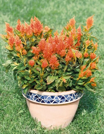 Целозия метельчатая (Celosia plumosa)