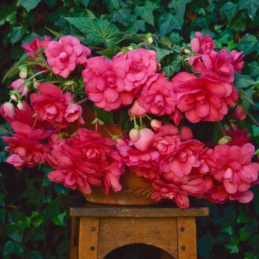 Бегония клубневая махровая ампельная (Begonia tuberhybrida) Бегония клубневая махровая ампельная (Begonia tuberhybrida)