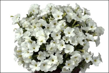 Петуния ампельная гибридная (Petunia x hybrida)