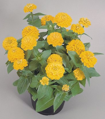 Цинния изящная (Zinnia elegans)
