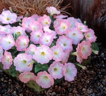 Петуния ампельная гибридная (Petunia х hybrida)