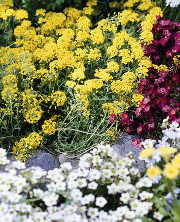 Алиссум горный (Alyssum montanum)